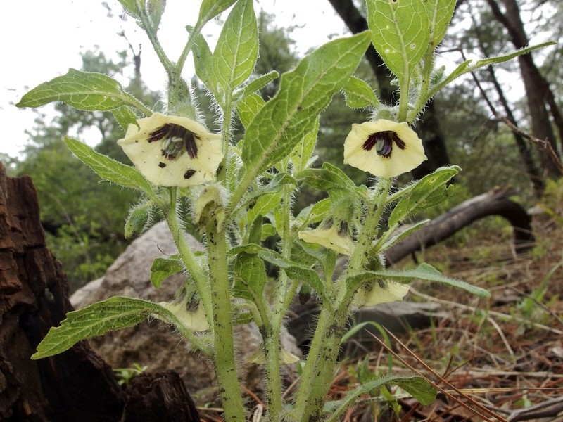 Southwestern Groundcherry