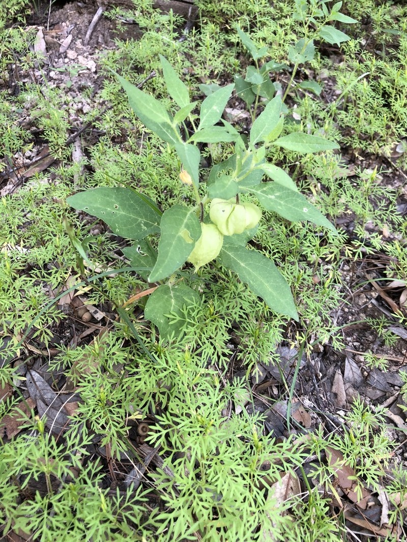 Southwestern Groundcherry photo 2