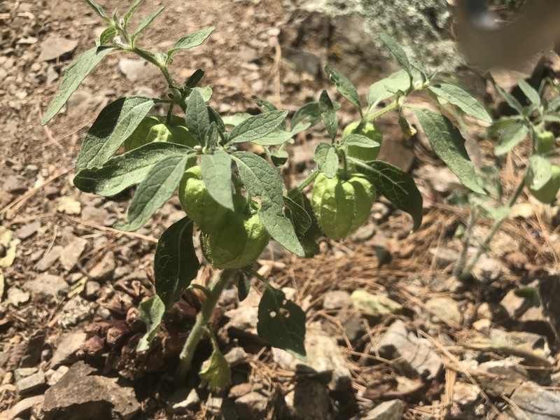 Southwestern Groundcherry photo 3