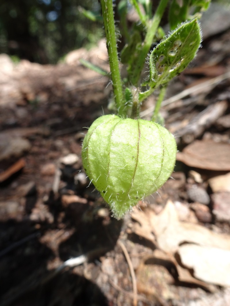 Southwestern Groundcherry photo 4