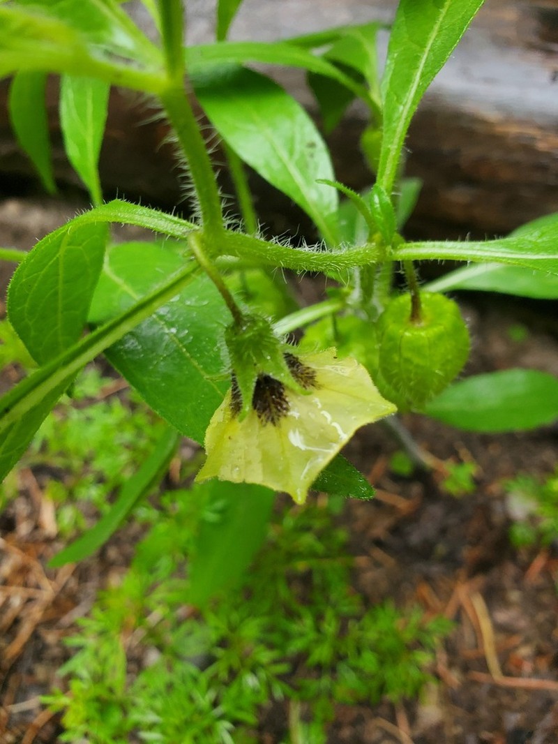 Southwestern Groundcherry photo 5
