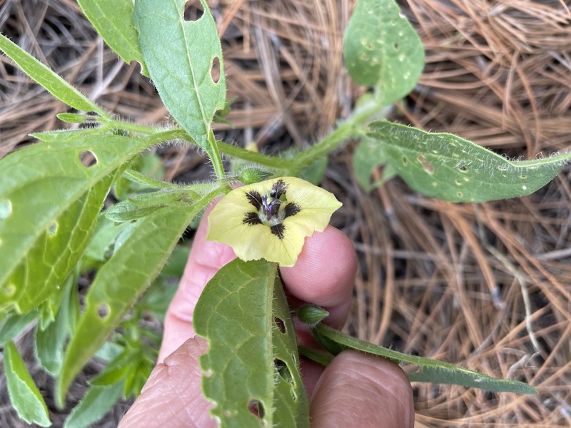 Southwestern Groundcherry photo 6