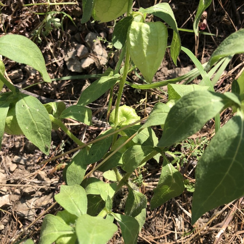 Southwestern Groundcherry photo 7