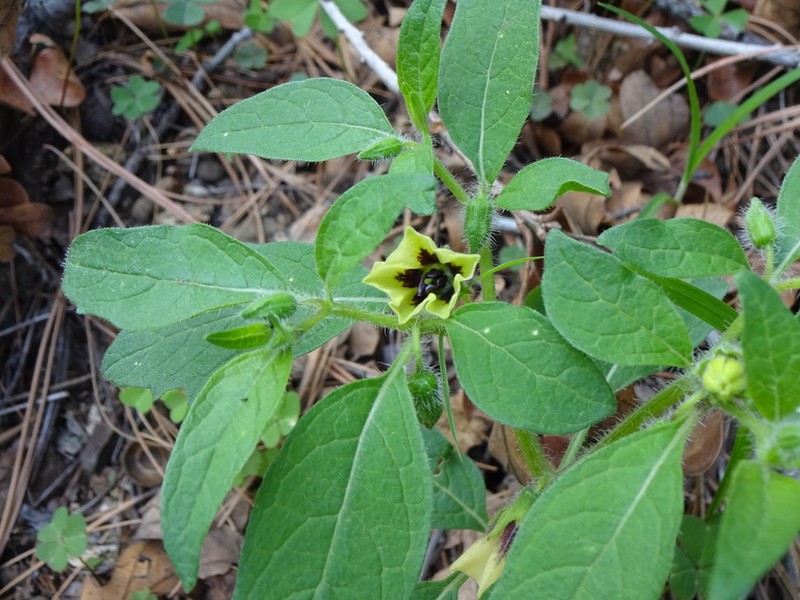 Southwestern Groundcherry photo 8