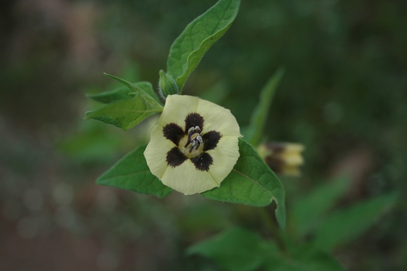 Physalis chenopodiifolia