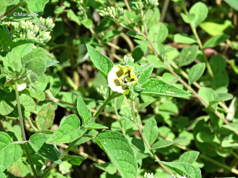 Physalis chenopodiifolia photo 2