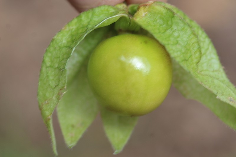 Physalis chenopodiifolia photo 4