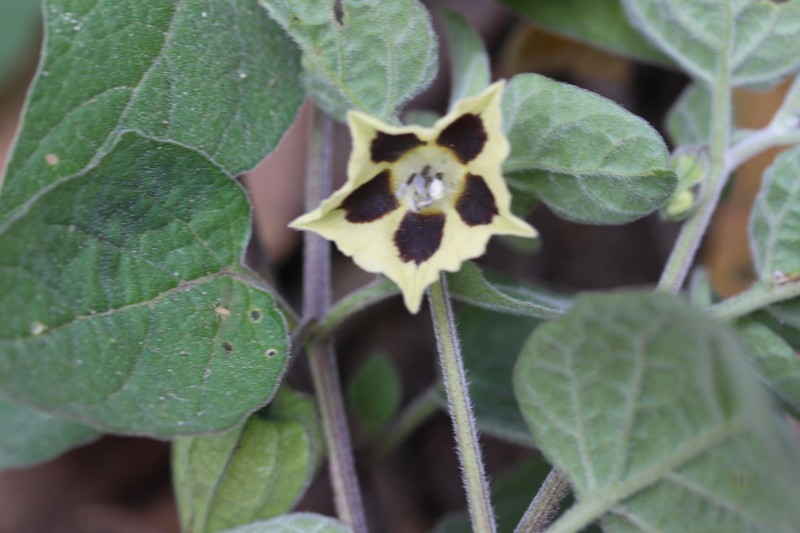Physalis chenopodiifolia photo 5