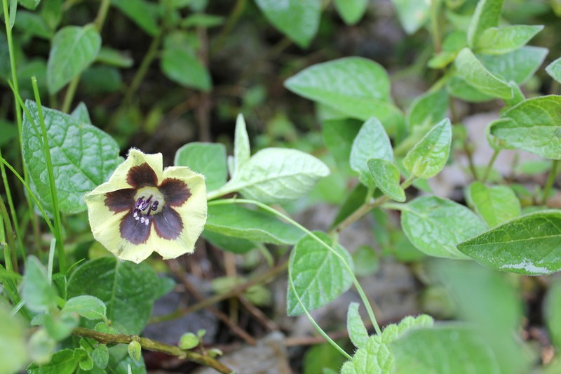 Physalis chenopodiifolia photo 6