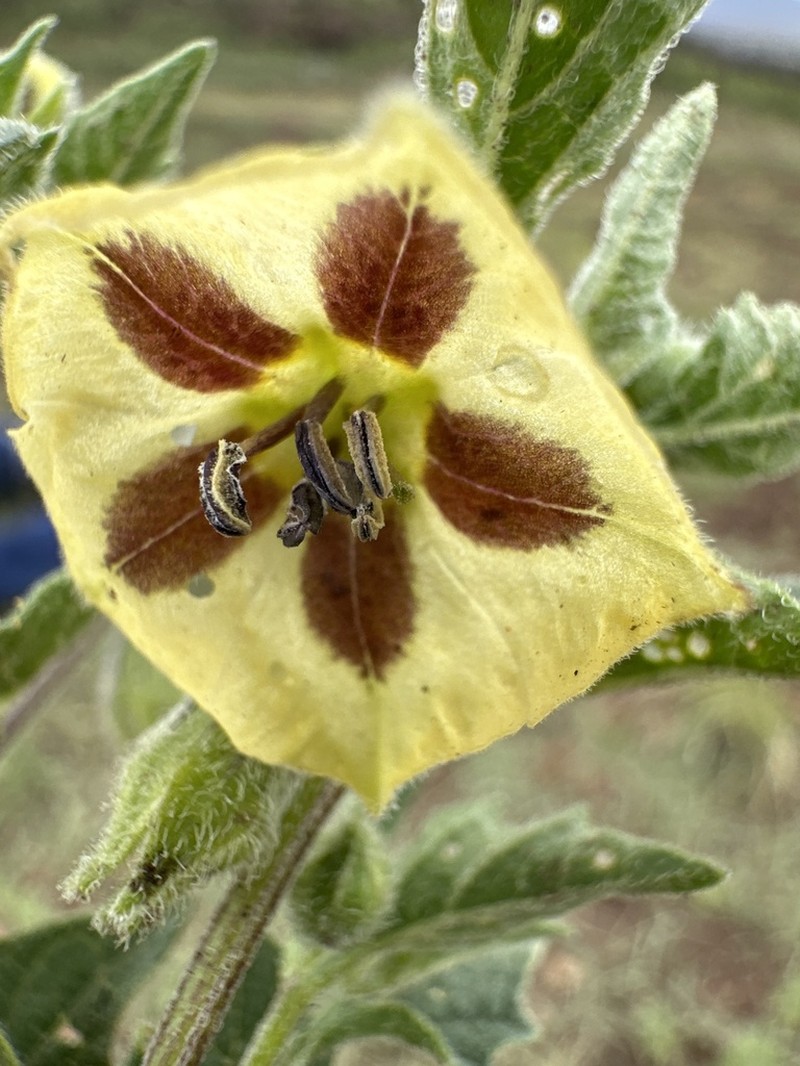 Physalis chenopodiifolia photo 7
