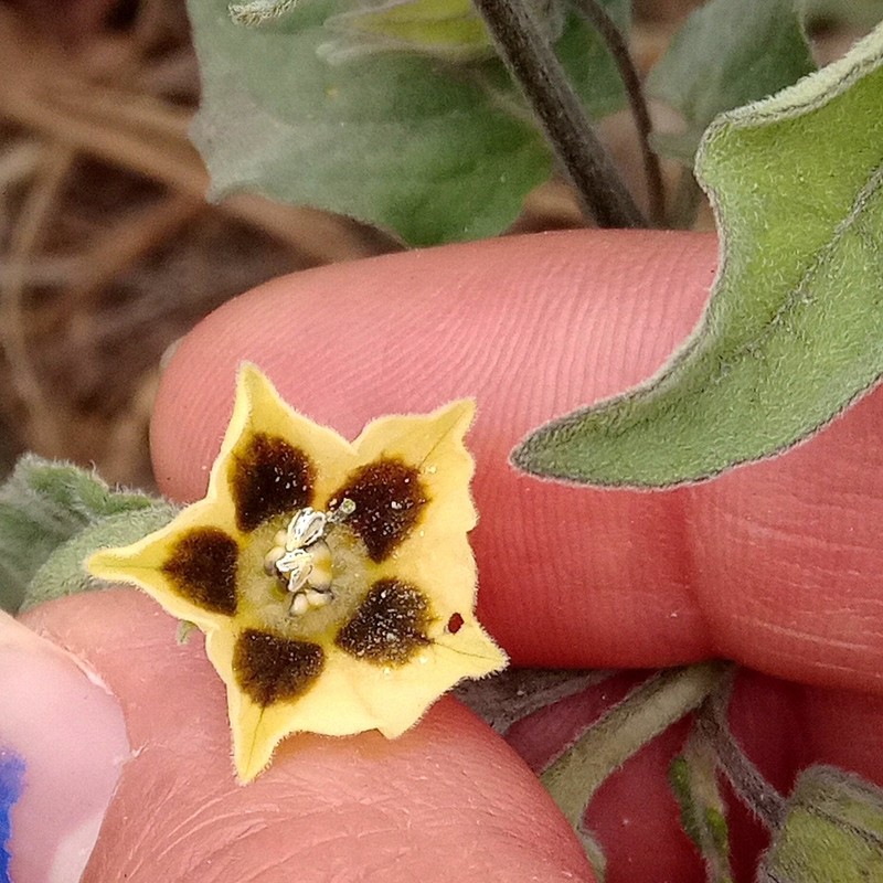 Physalis chenopodiifolia photo 8