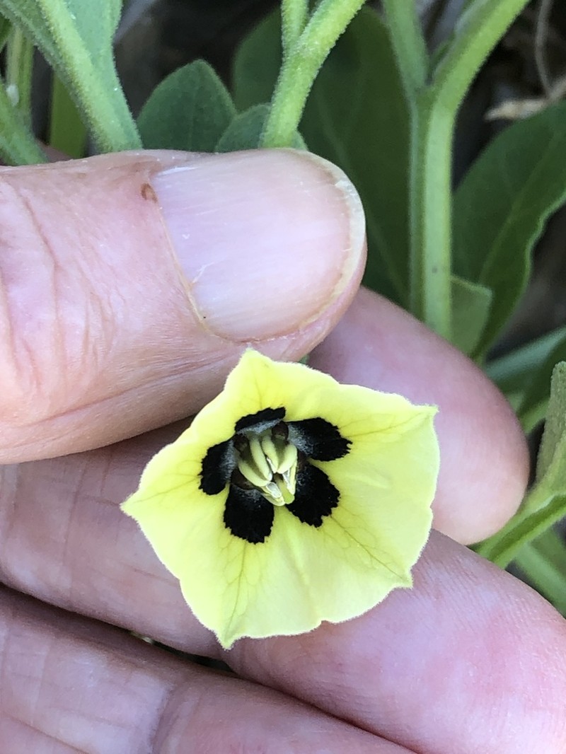 Smallflower Groundcherry