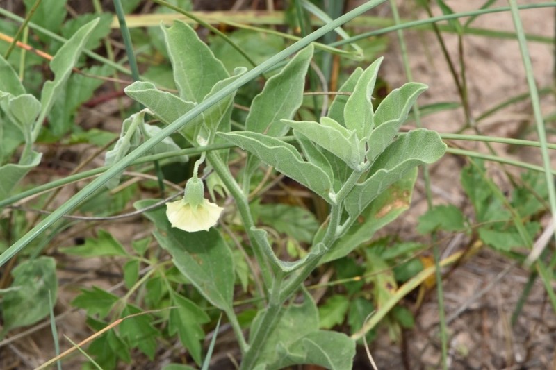Smallflower Groundcherry photo 2