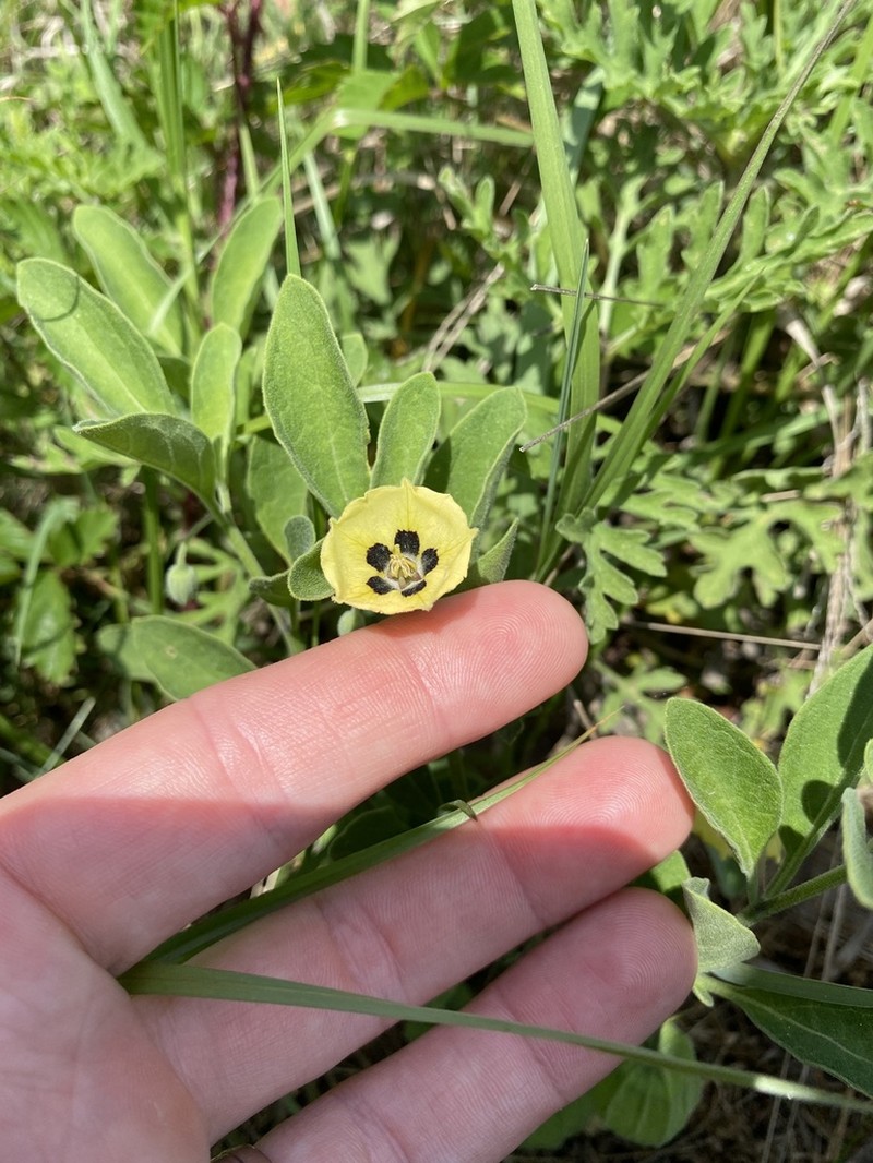Smallflower Groundcherry photo 4