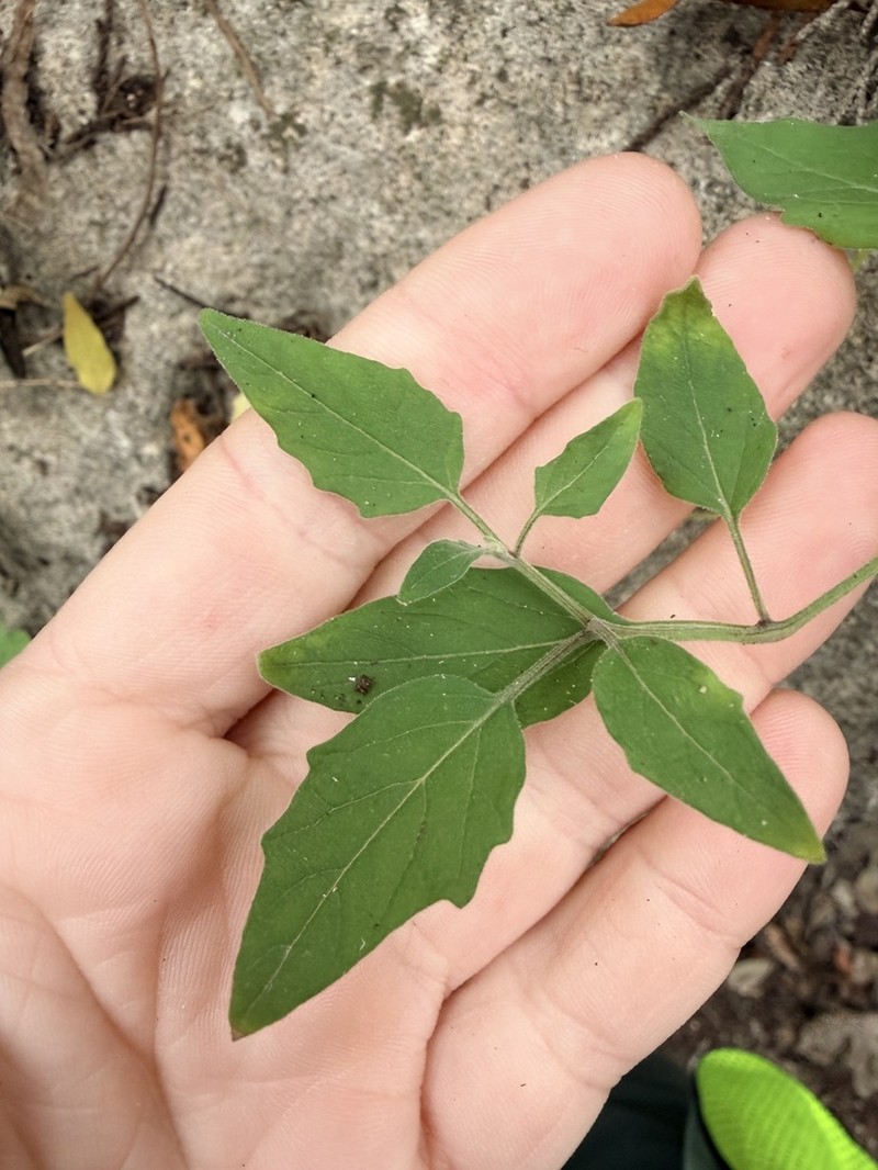 Smallflower Groundcherry photo 5