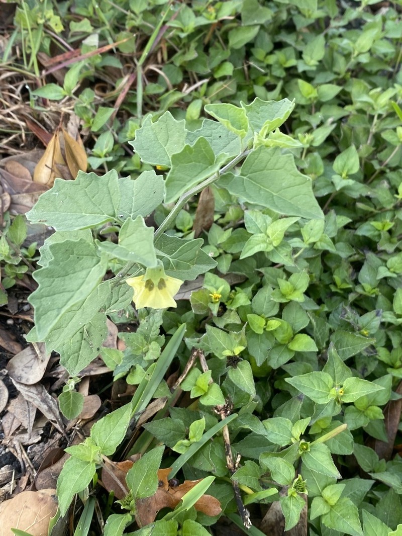 Smallflower Groundcherry photo 6