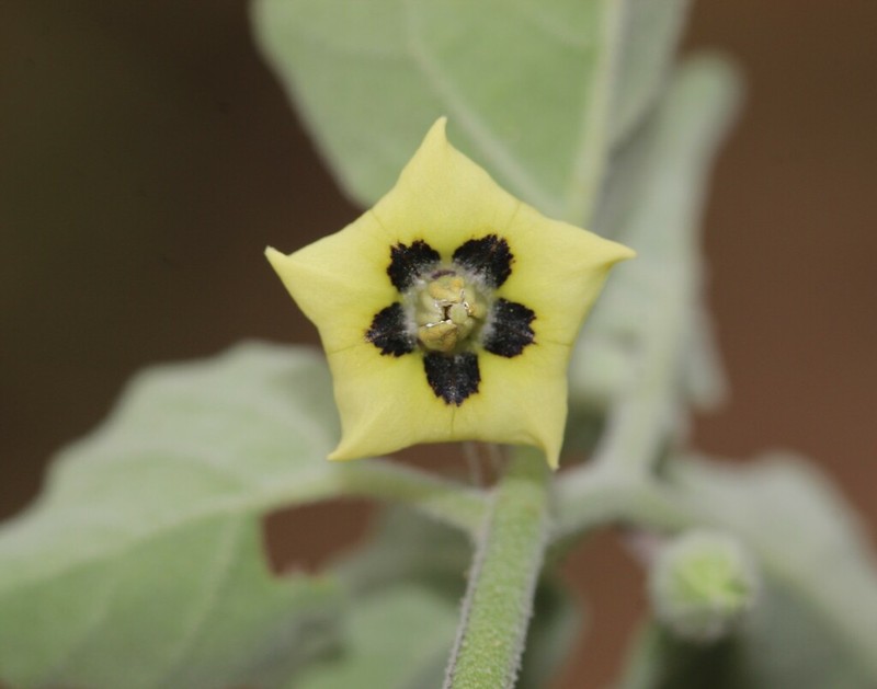 Smallflower Groundcherry photo 7