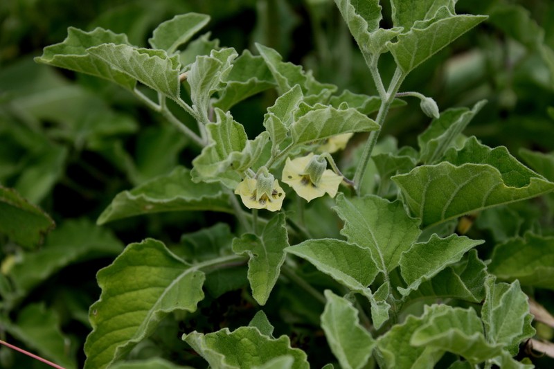 Smallflower Groundcherry photo 8