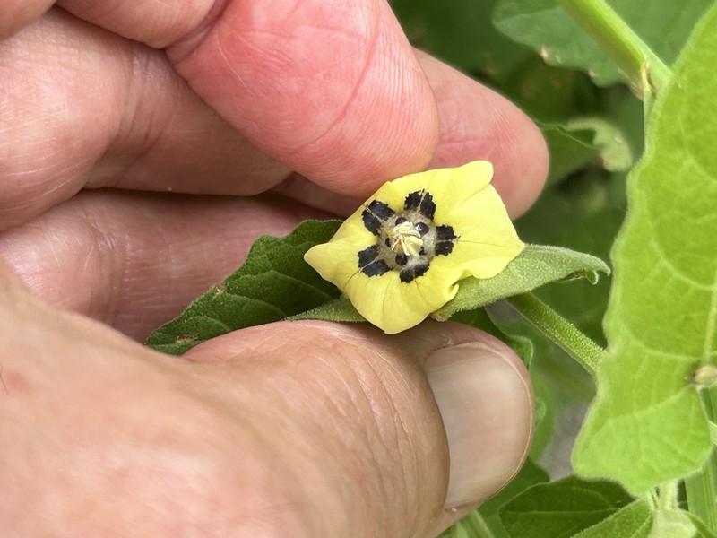 Physalis cinerascens var. cinerascens