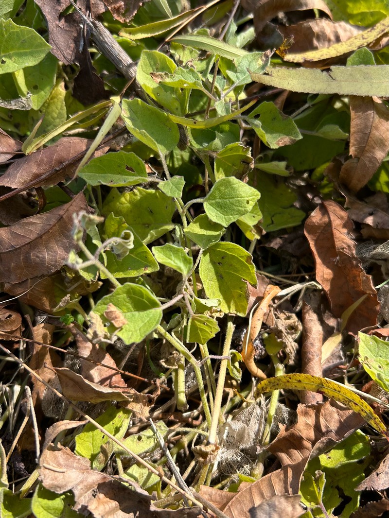 Physalis cinerascens var. cinerascens photo 2