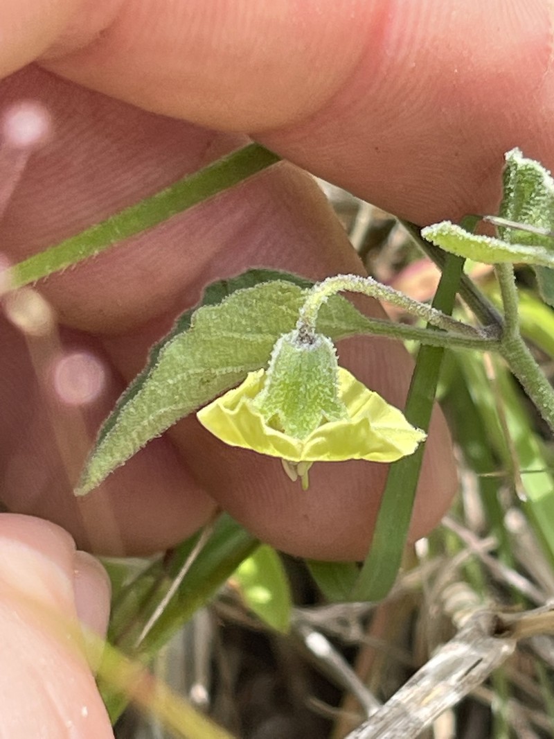 Physalis cinerascens var. cinerascens photo 3