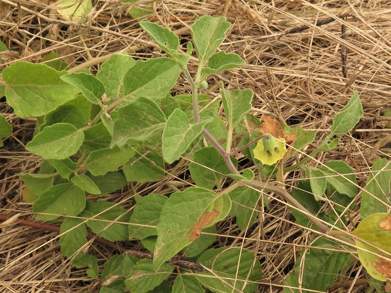 Physalis cinerascens var. cinerascens photo 5