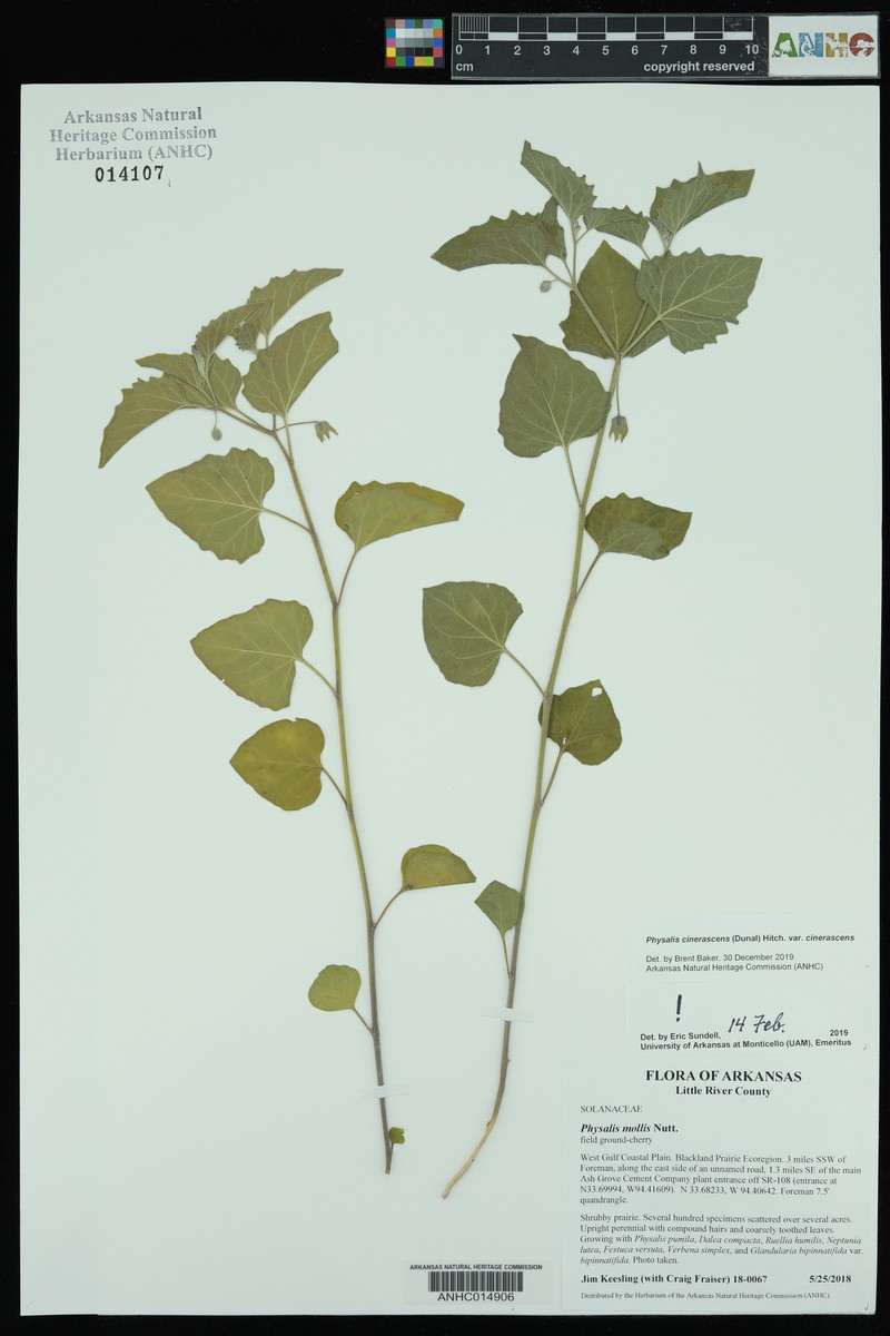 Physalis cinerascens var. cinerascens photo 6