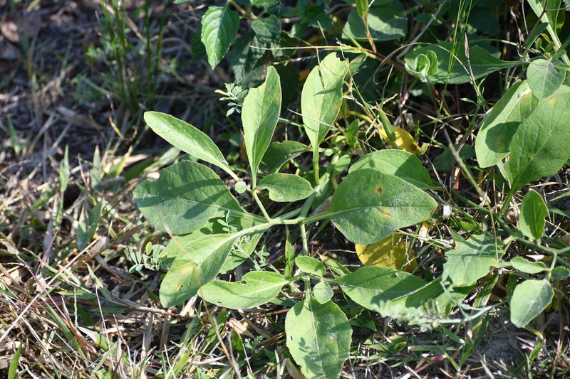 Physalis cinerascens var. spathulifolia
