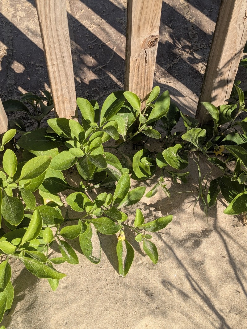 Physalis cinerascens var. spathulifolia photo 2