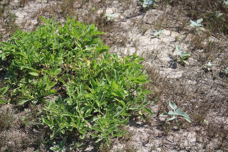 Physalis cinerascens var. spathulifolia photo 3