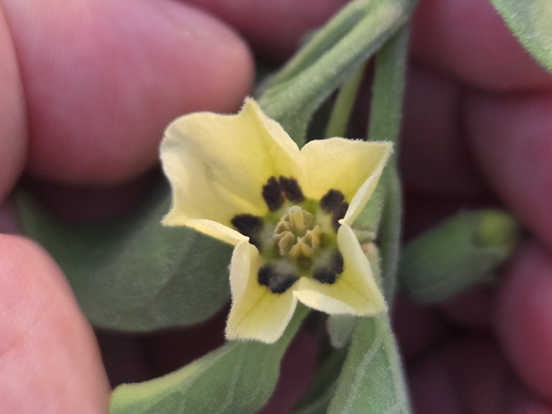 Physalis cinerascens var. spathulifolia photo 5