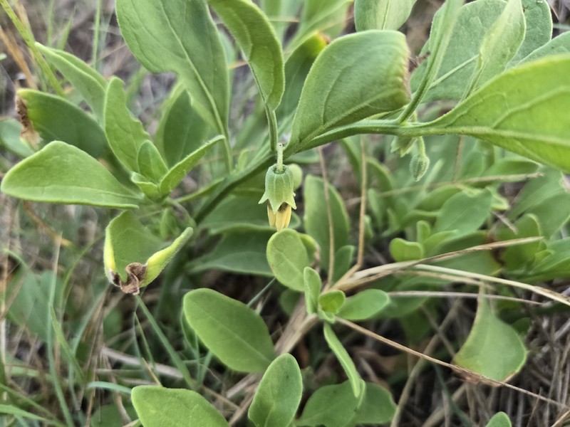 Physalis cinerascens var. spathulifolia photo 6