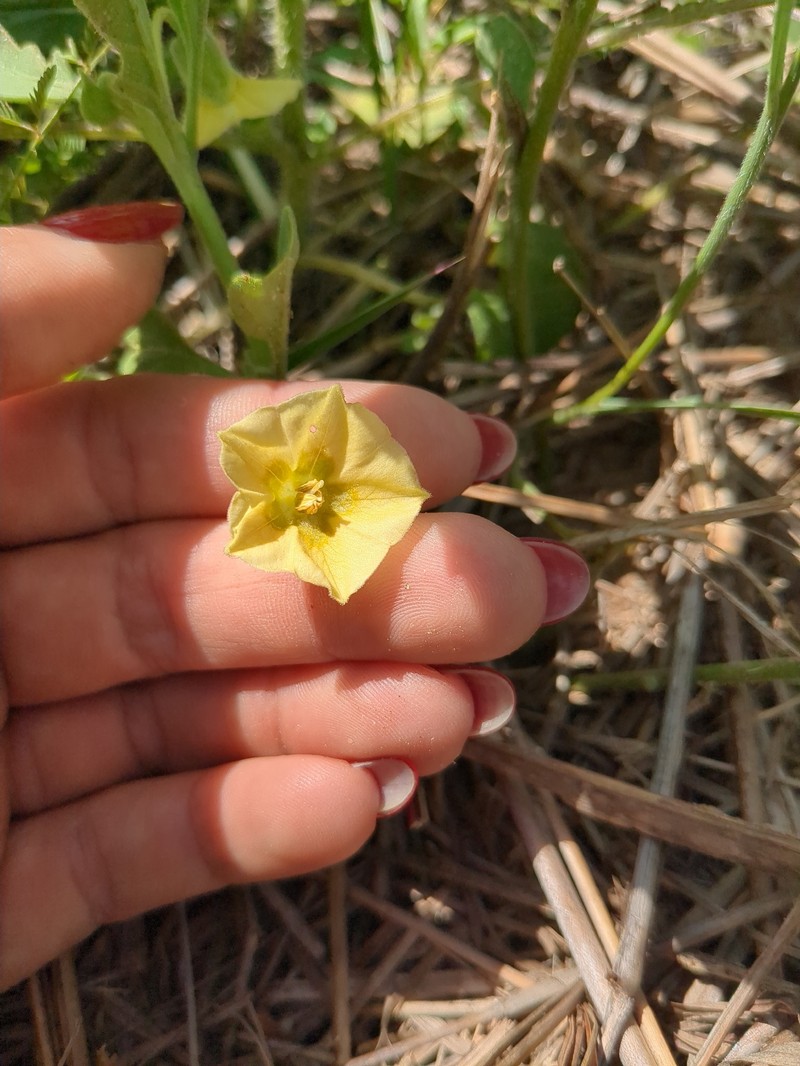 Physalis cinerascens var. spathulifolia photo 7