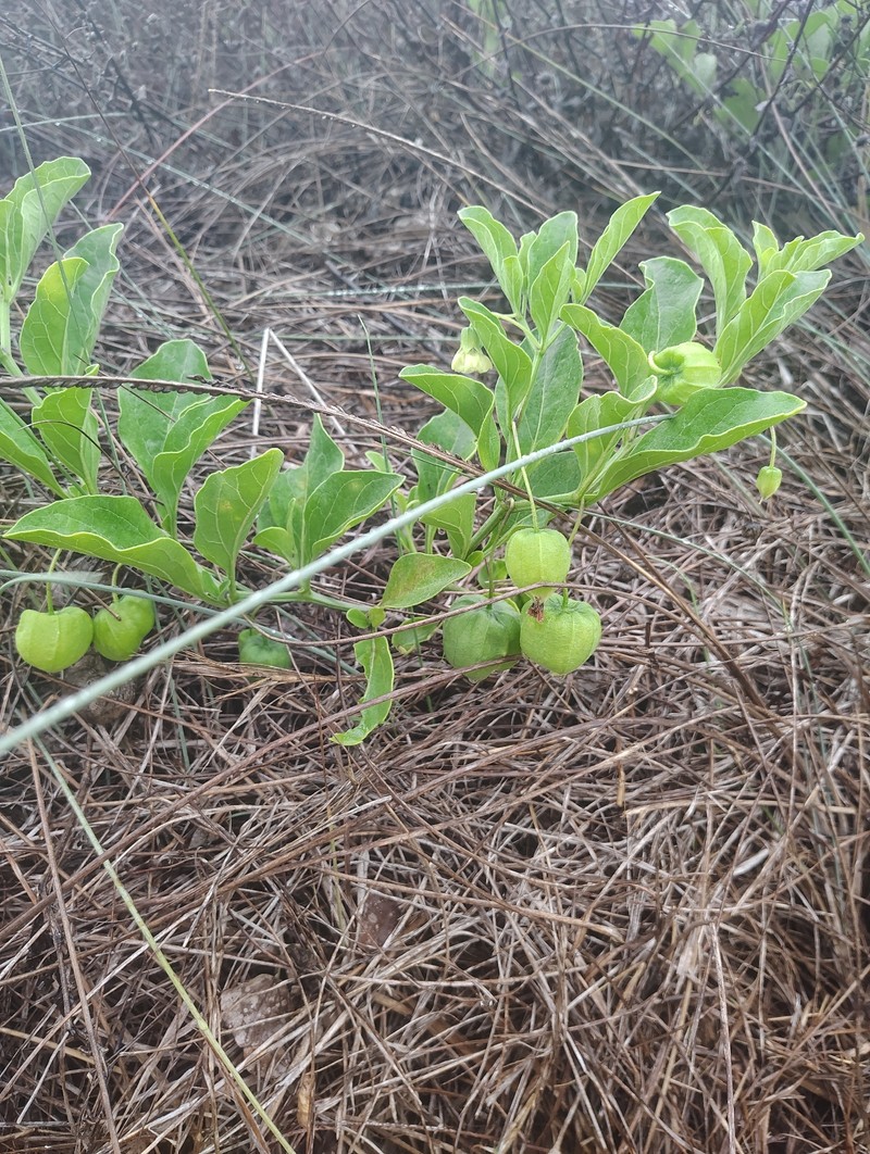 Physalis cinerascens var. spathulifolia photo 8