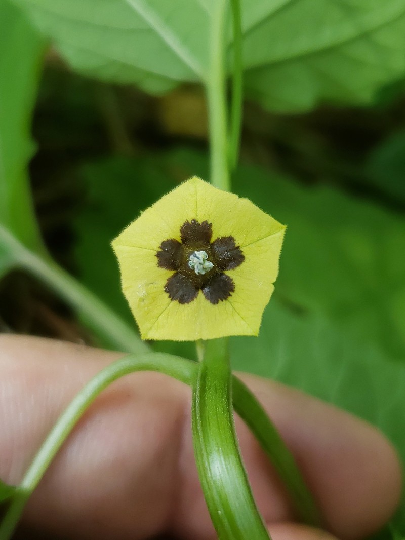 Heartleaf Groundcherry