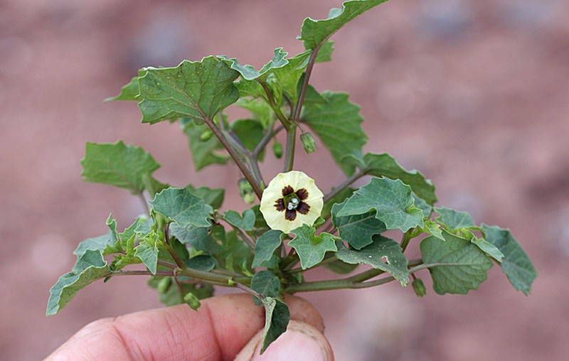 Heartleaf Groundcherry