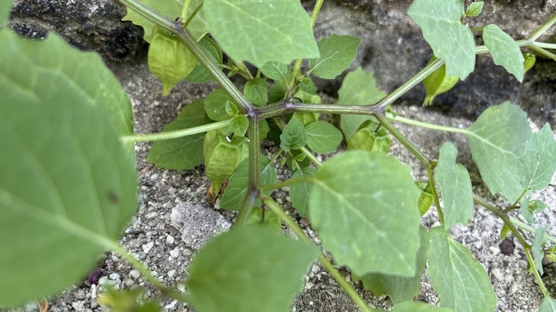 Heartleaf Groundcherry photo 2
