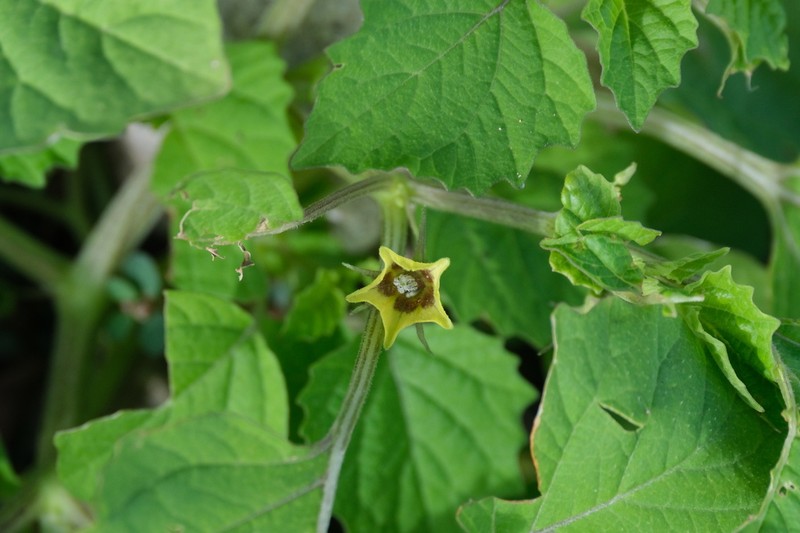 Heartleaf Groundcherry photo 3