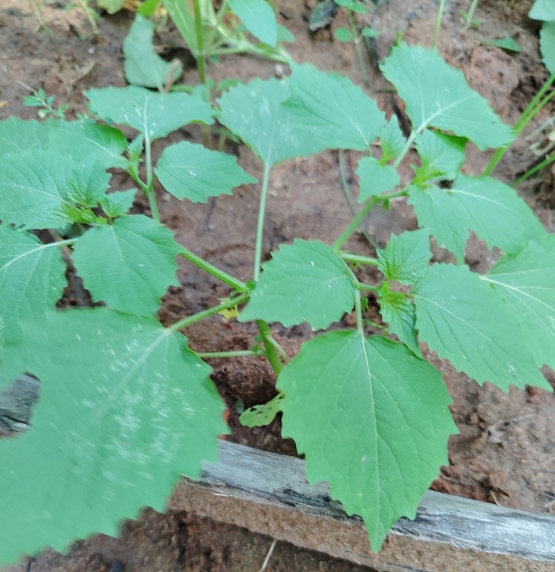 Heartleaf Groundcherry photo 4