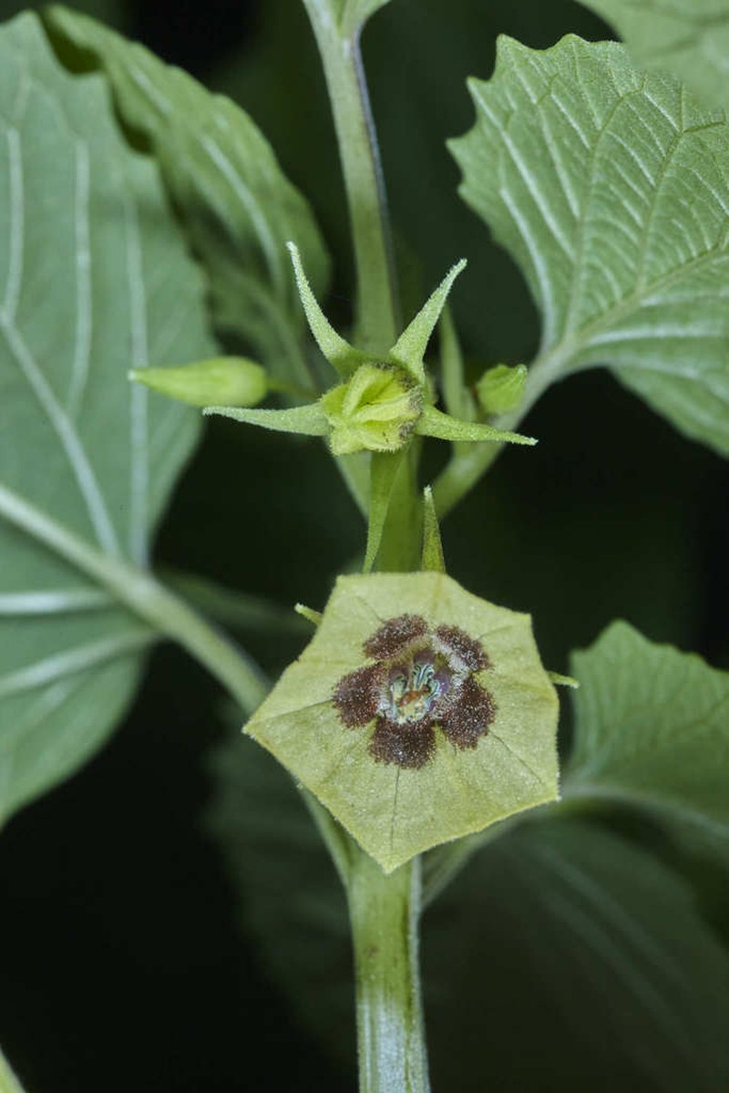 Heartleaf Groundcherry photo 5