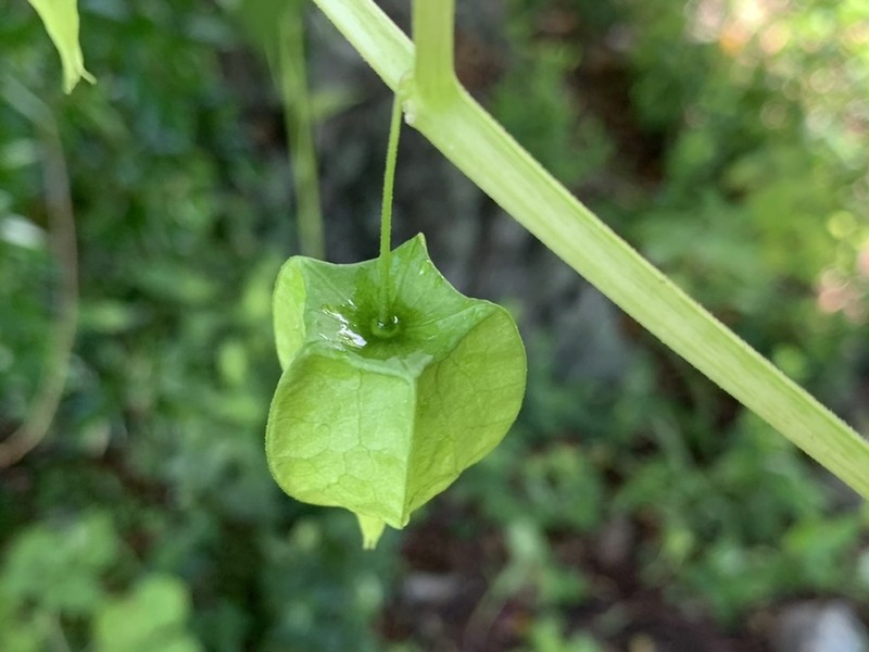 Heartleaf Groundcherry photo 6