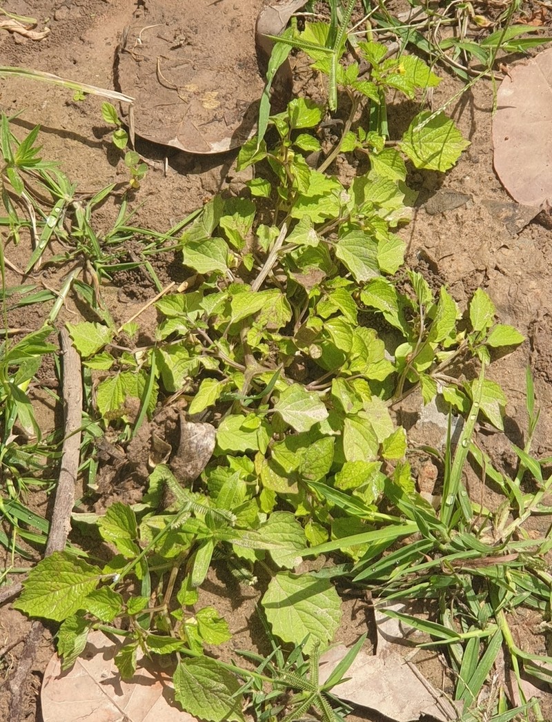Heartleaf Groundcherry photo 7