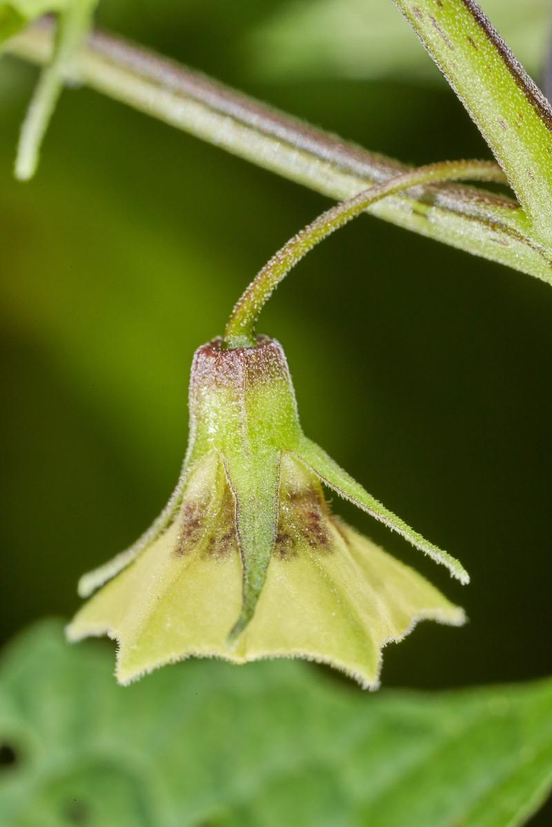 Heartleaf Groundcherry photo 8