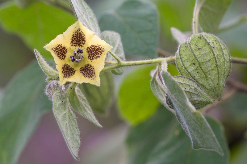 Physalis coztomatl photo 2