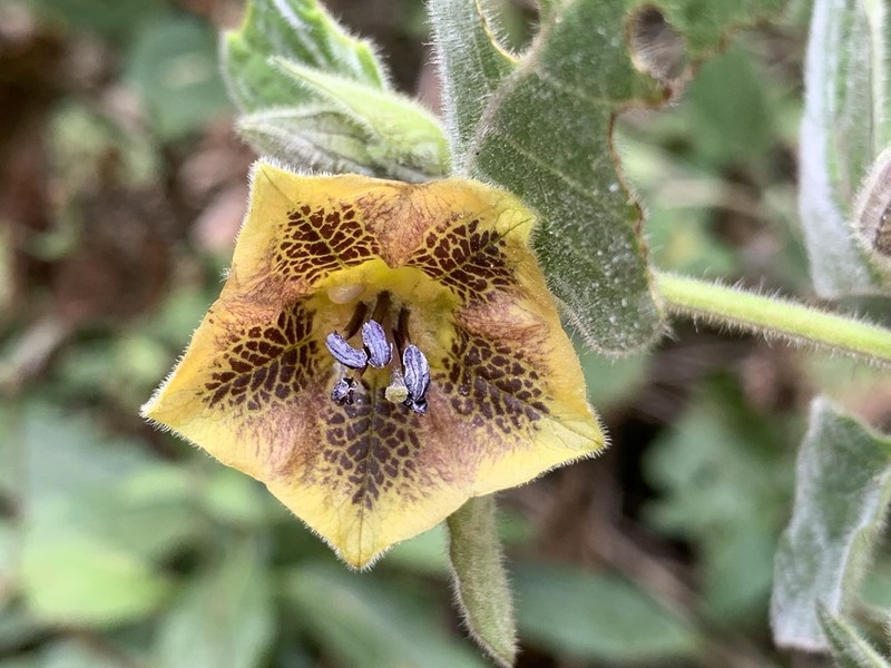 Physalis coztomatl photo 3
