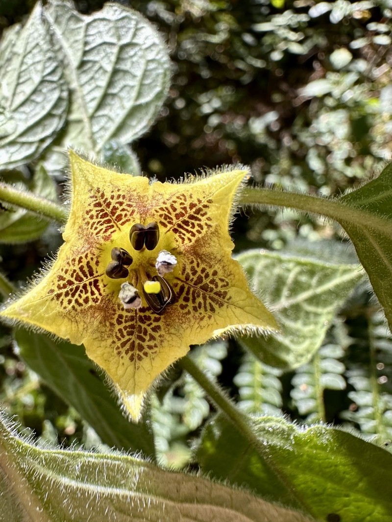 Physalis coztomatl photo 5