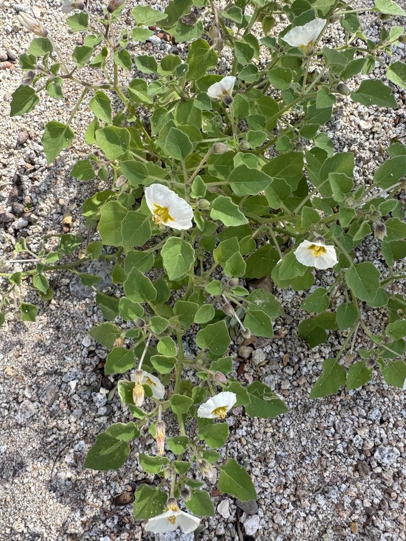 Yellow Nightshade Groundcherry photo 2