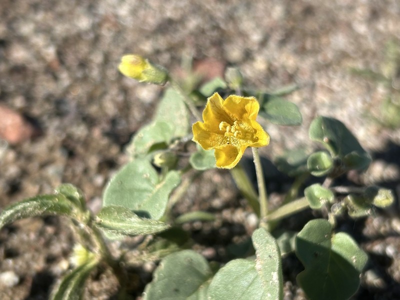 Yellow Nightshade Groundcherry photo 3