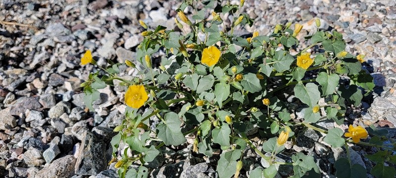 Yellow Nightshade Groundcherry photo 4