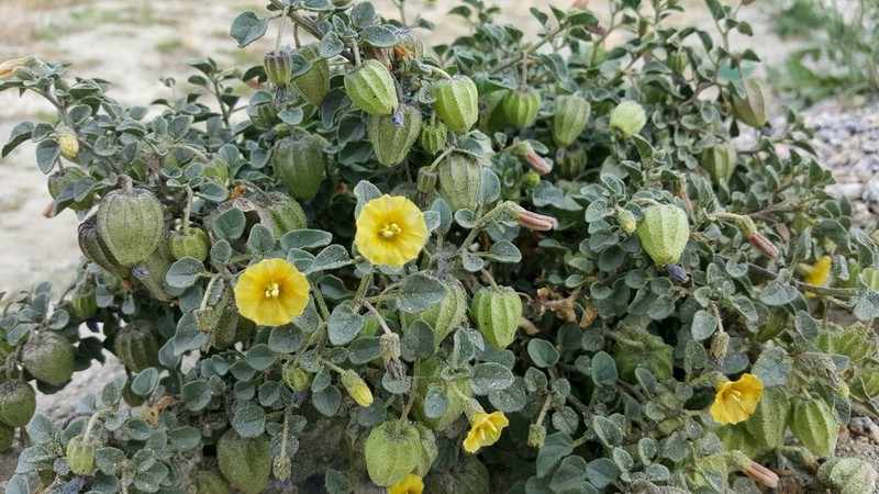 Yellow Nightshade Groundcherry photo 5